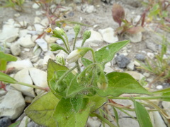 Solanum nigrum