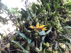 Bulbophyllum retusiusculum