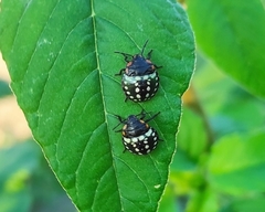 Nezara viridula