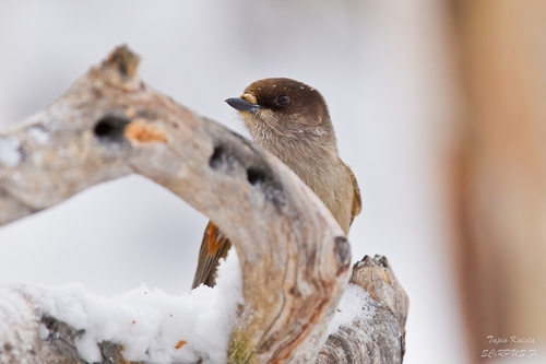 Siberian Jay