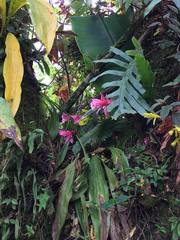 Hylocereeae