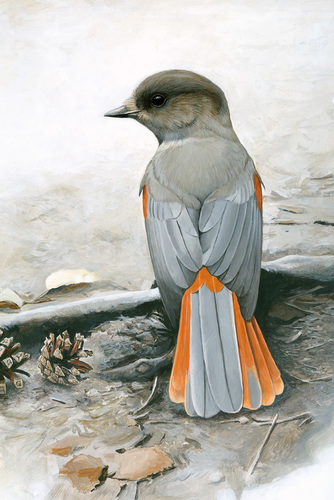 Siberian Jay
