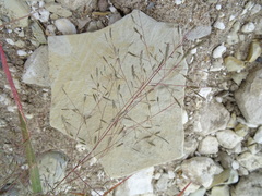 Eragrostis amurensis