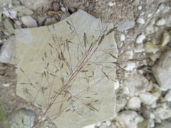 Eragrostis amurensis