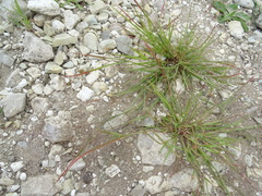 Eragrostis amurensis