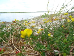Lotus corniculatus