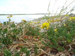 Lotus corniculatus