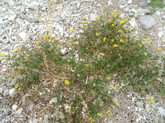 Lotus corniculatus