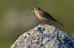 Anthus furcatus