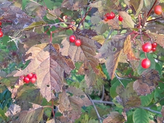 Media resource of Viburnum opulus