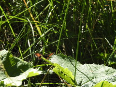Erebia epiphron