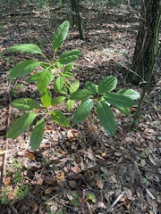 Heptapleurum actinophyllum