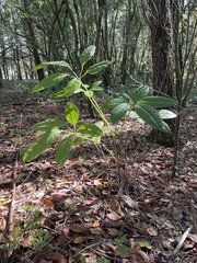 Heptapleurum actinophyllum