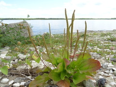 Plantago major