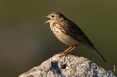 Anthus furcatus