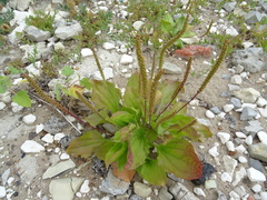 Plantago major