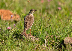 Anthus furcatus