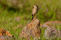 Anthus furcatus