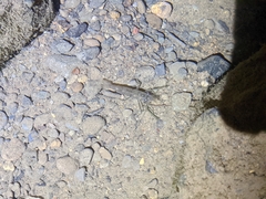 Macrobrachium asperulum