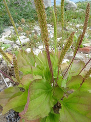 Plantago major