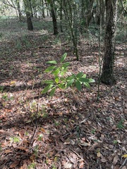 Heptapleurum actinophyllum