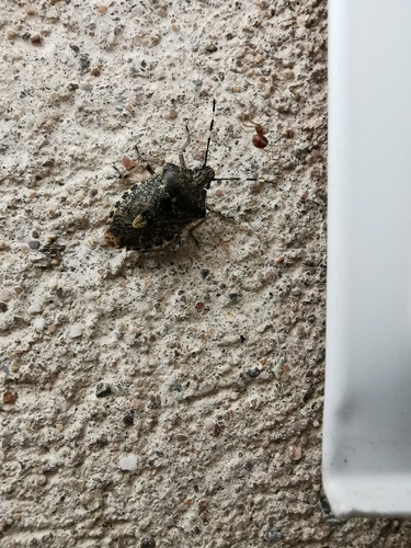 Rhaphigaster nebulosa