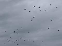 Ardea cinerea
