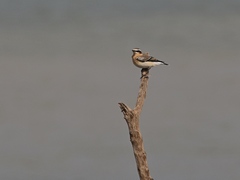 Oenanthe oenanthe