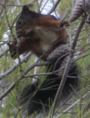 Sciurus vulgaris