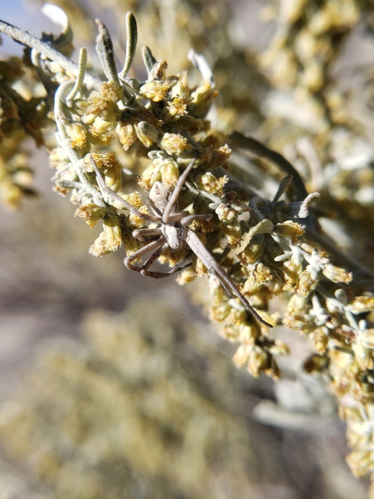 Attractive Running Crab Spider