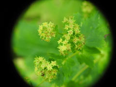 Alchemilla glabra
