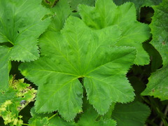 Alchemilla glabra
