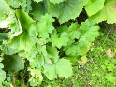 Alchemilla glabra