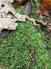 Brotherella recurvans