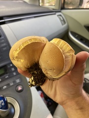 Calvatia rugosa