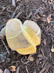 Calvatia rugosa