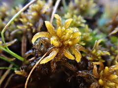 Sphagnum contortum
