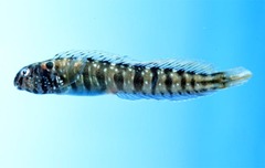 Bandit Blenny photo 3