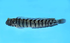 Bandit Blenny photo 1