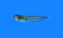 Bandit Blenny photo 4