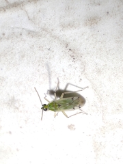 Nesidiocoris tenuis