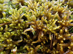 Sphagnum contortum