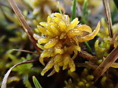 Sphagnum contortum