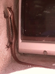Notomabuya frenata