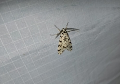 Eucereon tigrata
