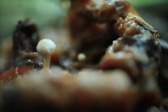 Asterophora parasitica