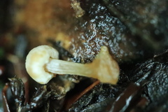 Asterophora parasitica