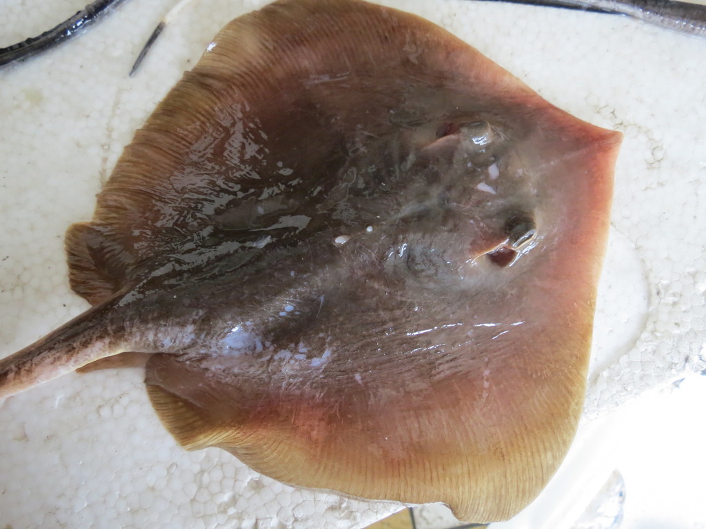 Yantai Stingray
