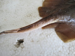 Hemitrygon laevigata