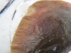 Hemitrygon laevigata